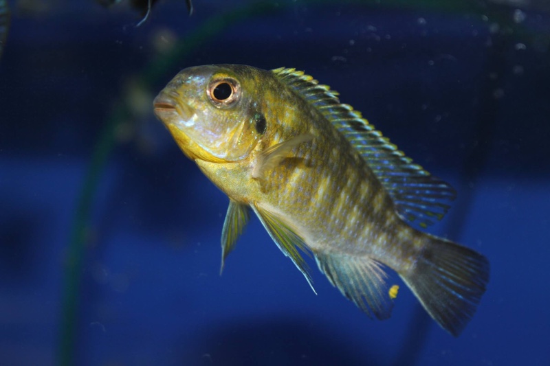 Tropheops sp. 'mbenji yellow' Mbenji Island